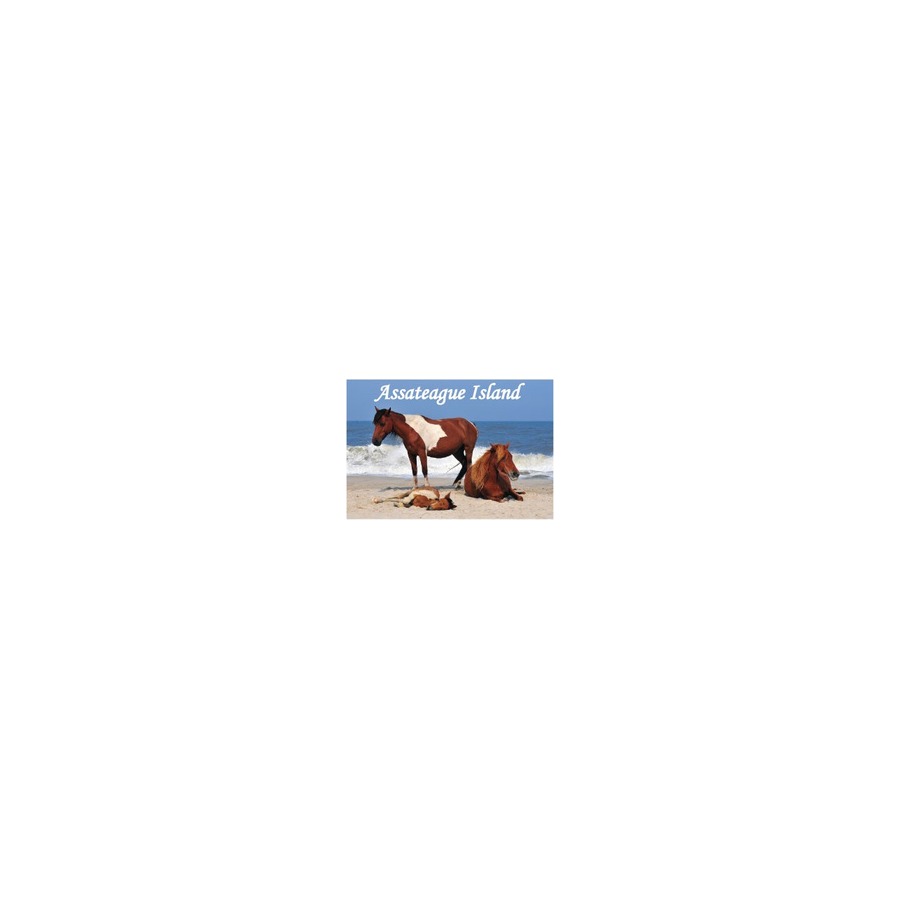 [32311] PHOTO MAGNET ASSATEAGUE PONY BEACH