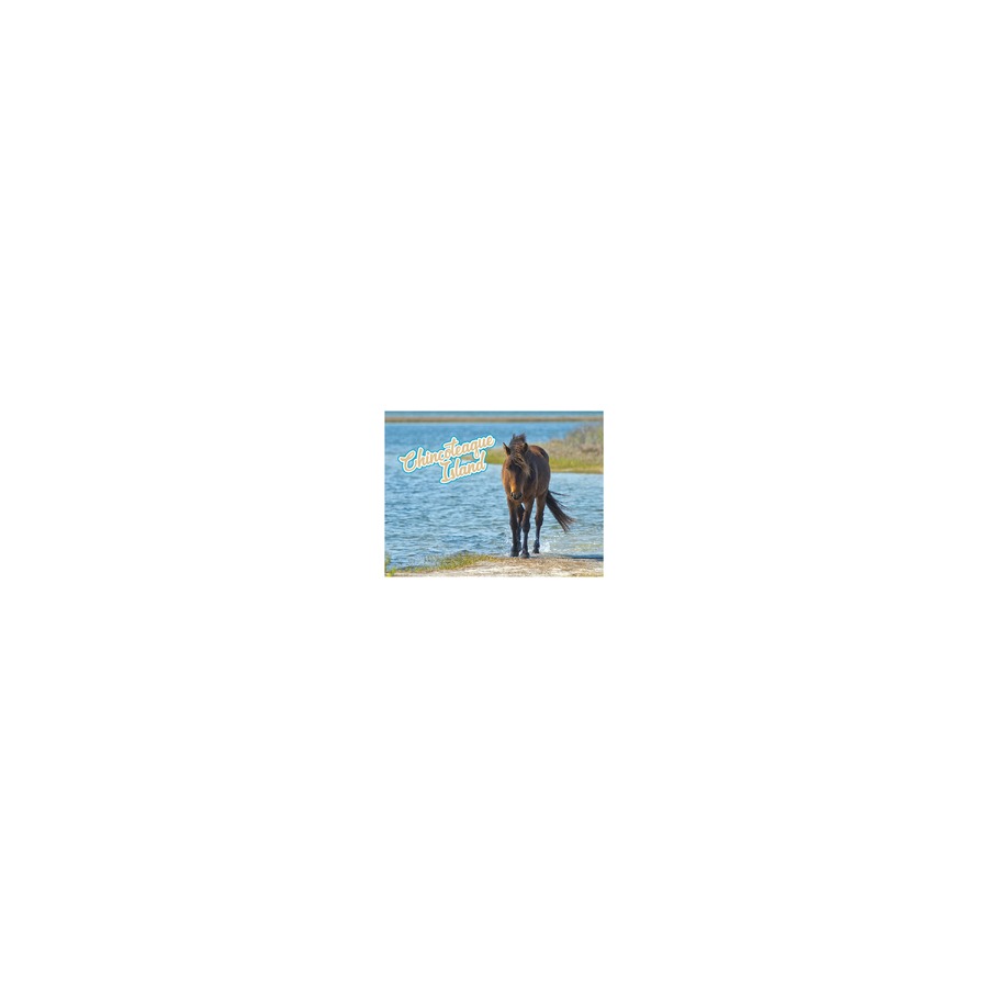 [33350] CI HORSE WALKING IN WATER PVC EMBOSSED MAGNET/ GOLD HIGHLIGHTS
