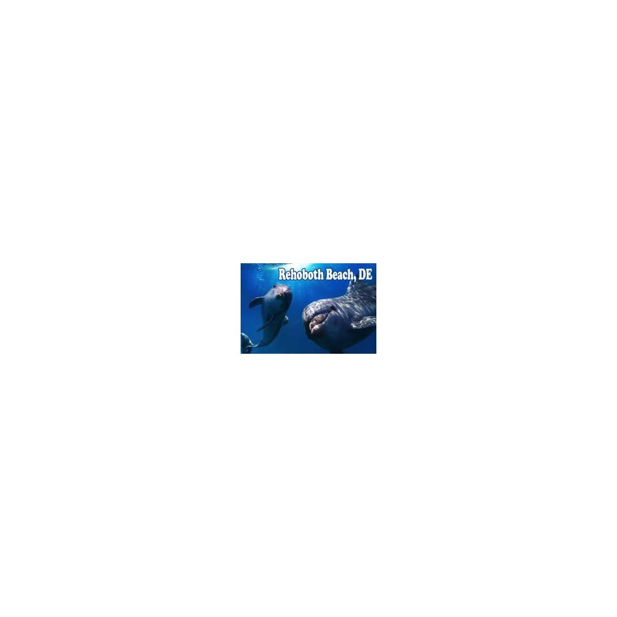 [77771] POST CARD RB DOLPHIN